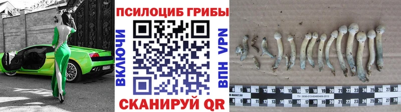 где купить   МЕГА зеркало  Галлюциногенные грибы мицелий  Черногорск 