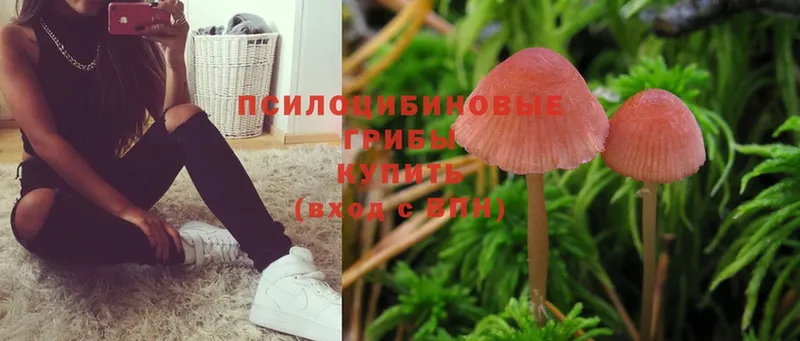 Псилоцибиновые грибы Psilocybine cubensis  Черногорск 