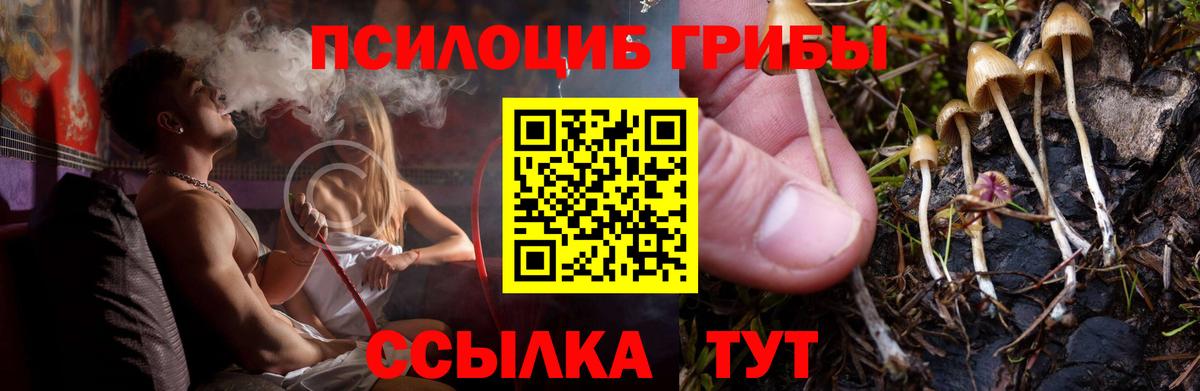 Псилоцибиновые грибы Cubensis  Галлюциногенные грибы ЛСД  Черногорск 